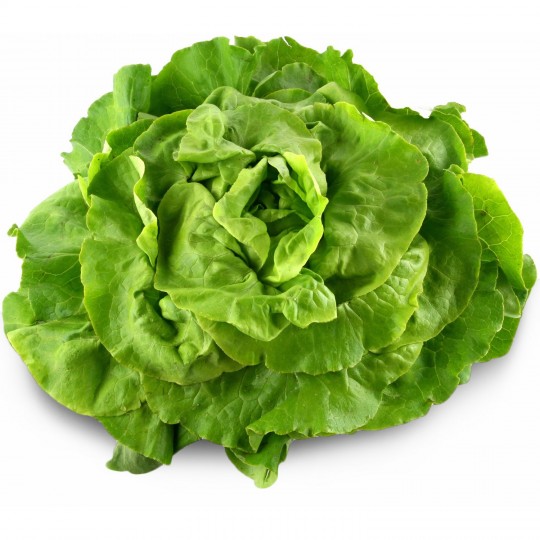 Salades toutes variétés CH Grossiste (Biopartner) / pièce